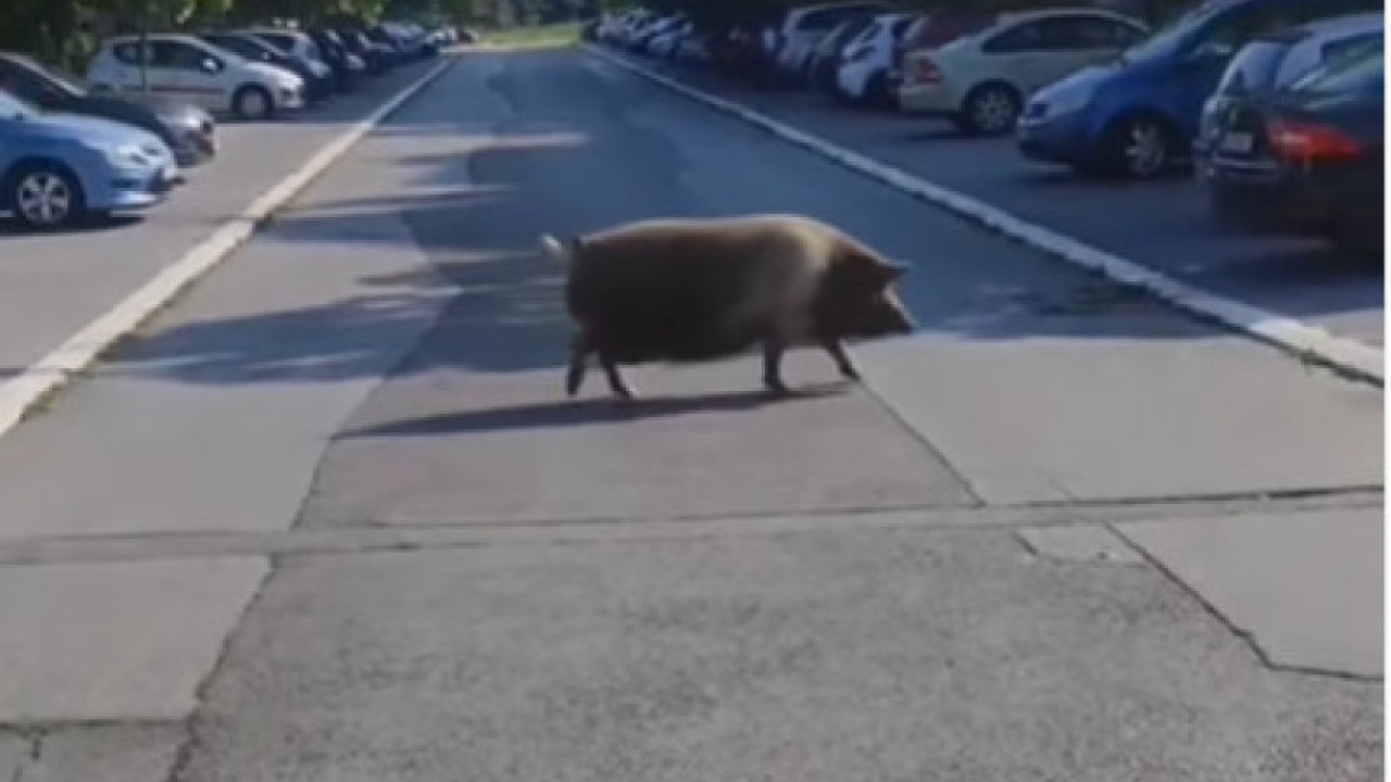 KAKO SVINJA DEFILUJE: Snimak koji je mnoge nasmejao (VIDEO)