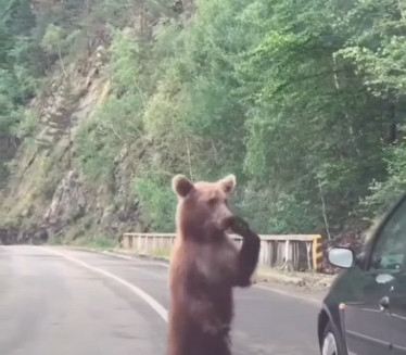 Медвед није блокирао саобраћај у Црној Гори (ИСПРАВКА)