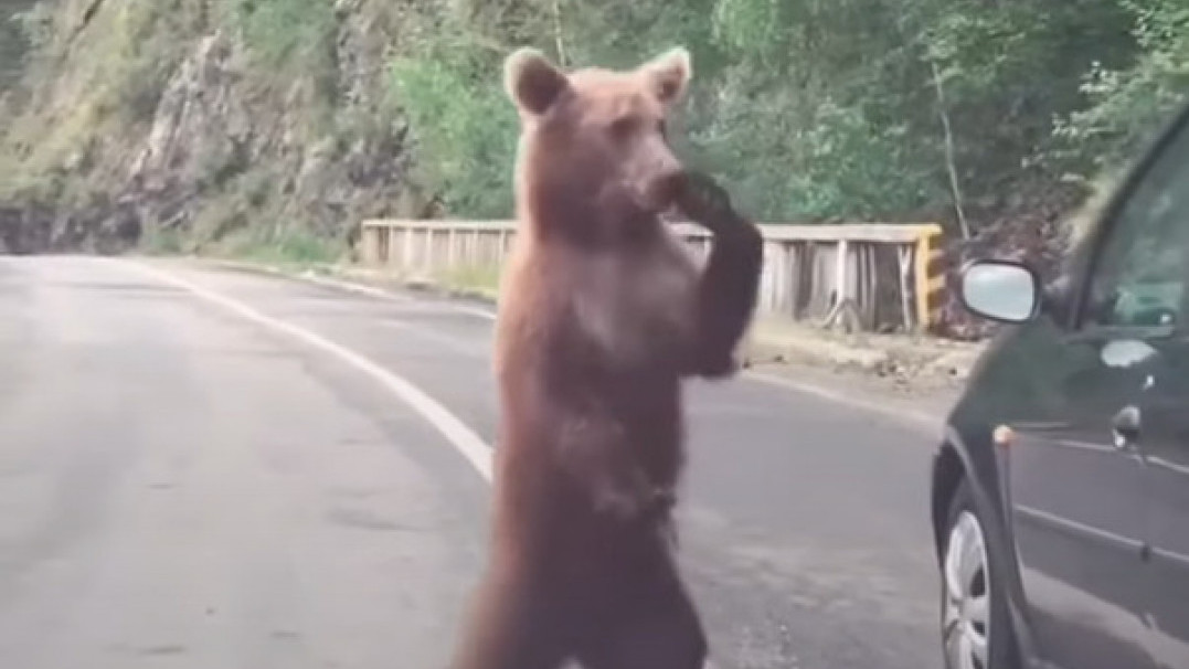 Медвед није блокирао саобраћај у Црној Гори (ИСПРАВКА)