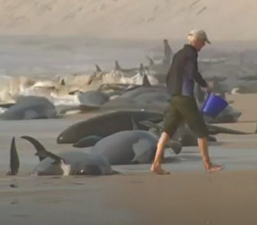 VELIKA AKCIJA: Spašavanje 230 nasukanih kitova (VIDEO)