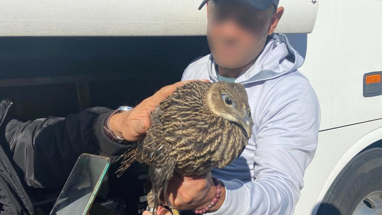 ČITAVO JATO SPAKOVAO U PRTLJAŽNIK: Carinici spasli ove ptice