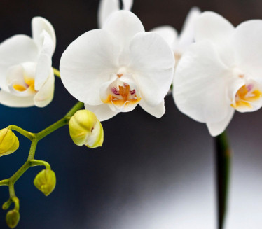 MOĆAN TRIK: Kako da vam orhideje cvetaju tokom cele godine?