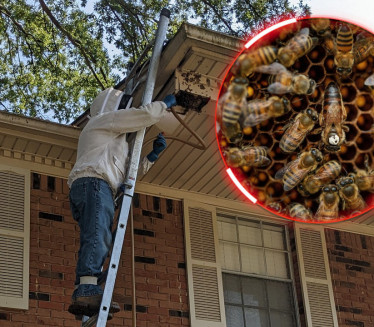ПЧЕЛЕ БИЛЕ ПРОБЛЕМ Звали пчелара он открио нешто НЕВЕРОВАТНО