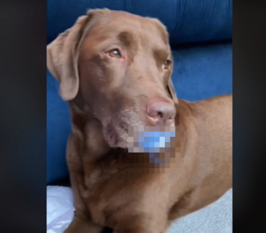 КАО БЕБА: Пас нашао одбачен предмет, власница била у шоку