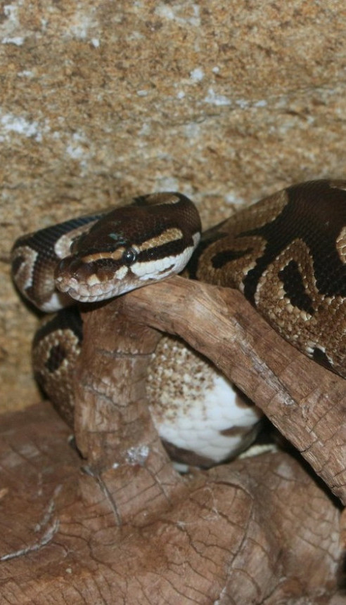 PITON PROGUTAO ŽENU: Meštani rasporili zmiju i našli telo