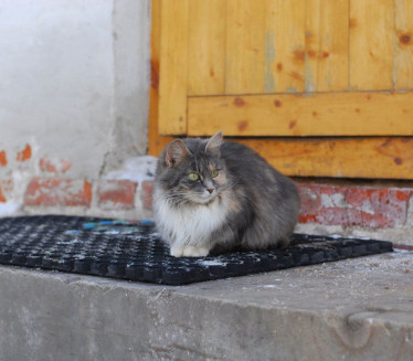 СТАРИ ОБИЧАЈ: Мачка треба 1. да уђе у НОВИ дом - ево и зашто