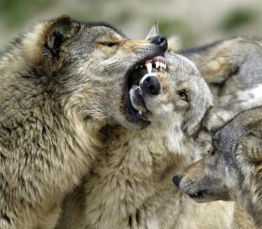 KREĆE MASOVNI ODSTREL: Ovlastili lovce da ubiju 75 vukova