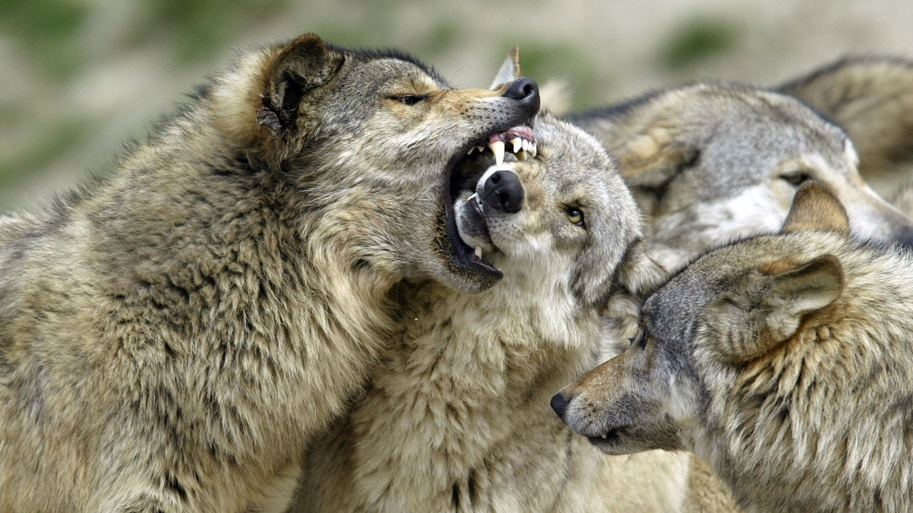 KREĆE MASOVNI ODSTREL: Ovlastili lovce da ubiju 75 vukova