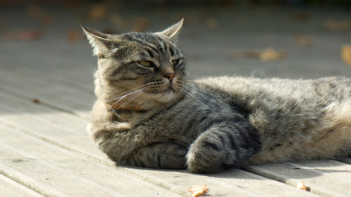 СТРУЧЊАЦИ ОТКРИВАЈУ: Ево да ли мачке препознају своје име