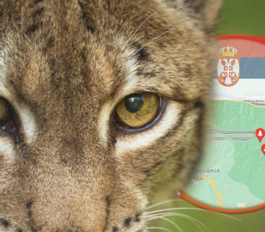 АУТО ЈЕ УДАРИО Ухваћен примерак највеће дивље мачке у Србији