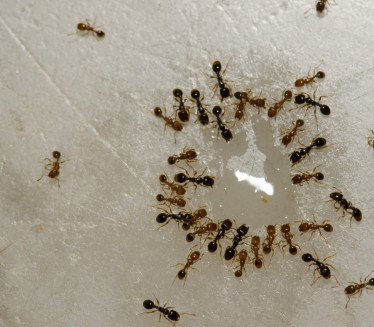 Pet namirnica pomoću kojih ćete se rešiti mrava