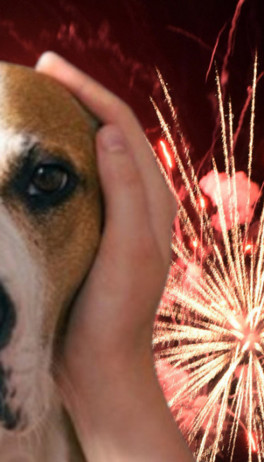 UTIČE NA NERVE: Psi zbog petardi mogu dobiti epilepsiju!