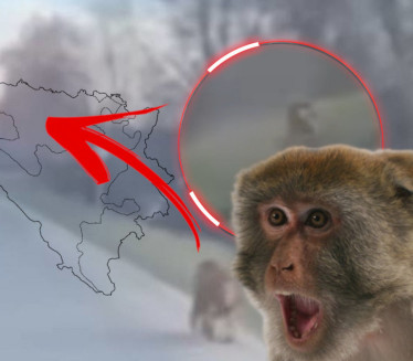 ŠOK U SRPSKOJ: Majmun pored puta iznenadio vozače (VIDEO)