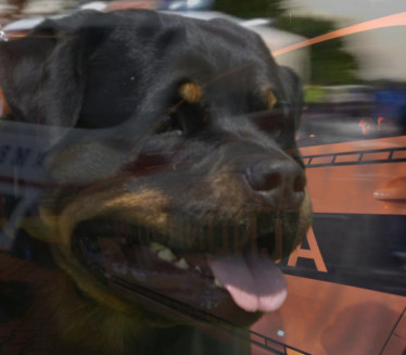 ЗАДОБИЛА ТЕШКЕ ПОВРЕДЕ: Жену напали пси у Новом Пазару