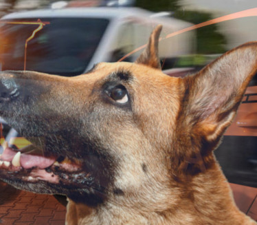 UGRIZAO, PA VUKAO: Novi detalji o napadu psa u Sremčici