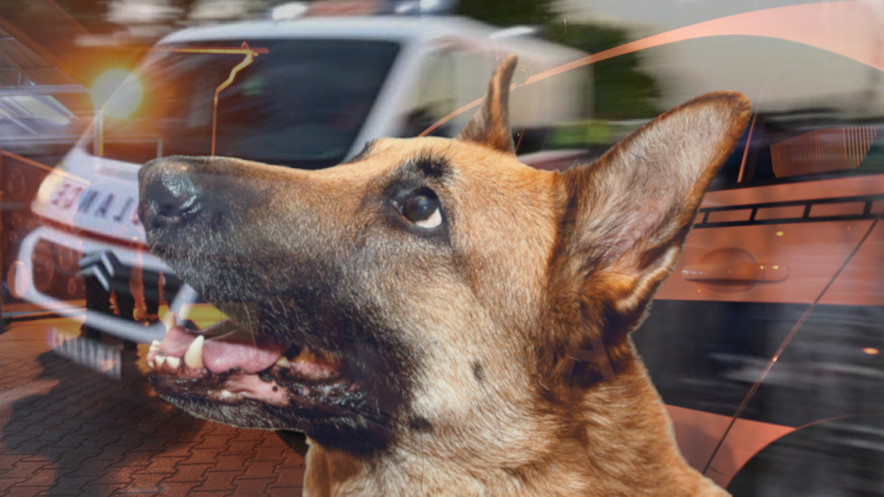 УГРИЗАО, ПА ВУКАО: Нови детаљи о нападу пса у Сремчици