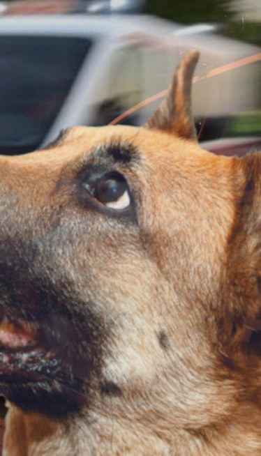 НОВИ НАПАД: Пас изуједао девојку у Лесковцу