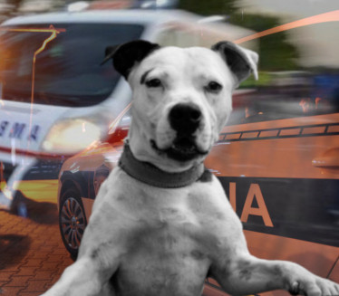 ЈЕЗИВ ПРИЗОР: Живог пса вукао закаченог за аутомобил (ФОТО)
