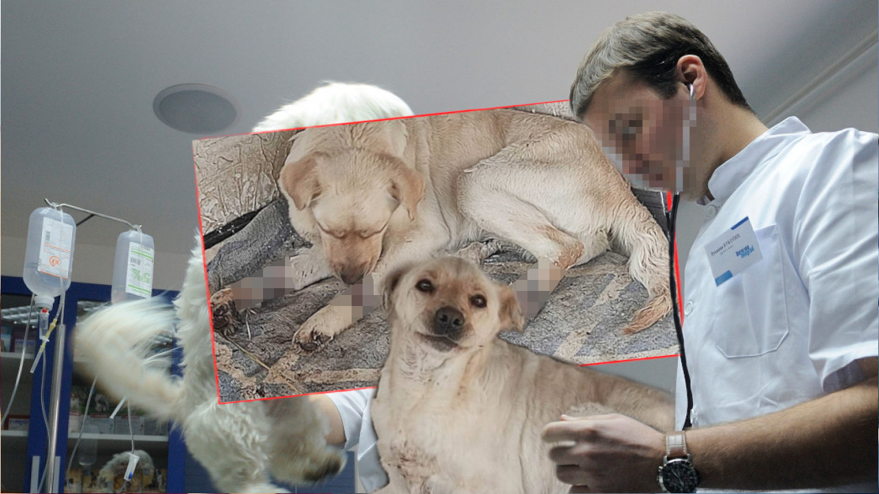 MONSTRUMI! Psu su isekli žicom šape (FOTO)