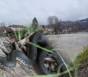 НЕ СЛУТИ НА ДОБРО: У Прибоју се усред зиме појавила змија