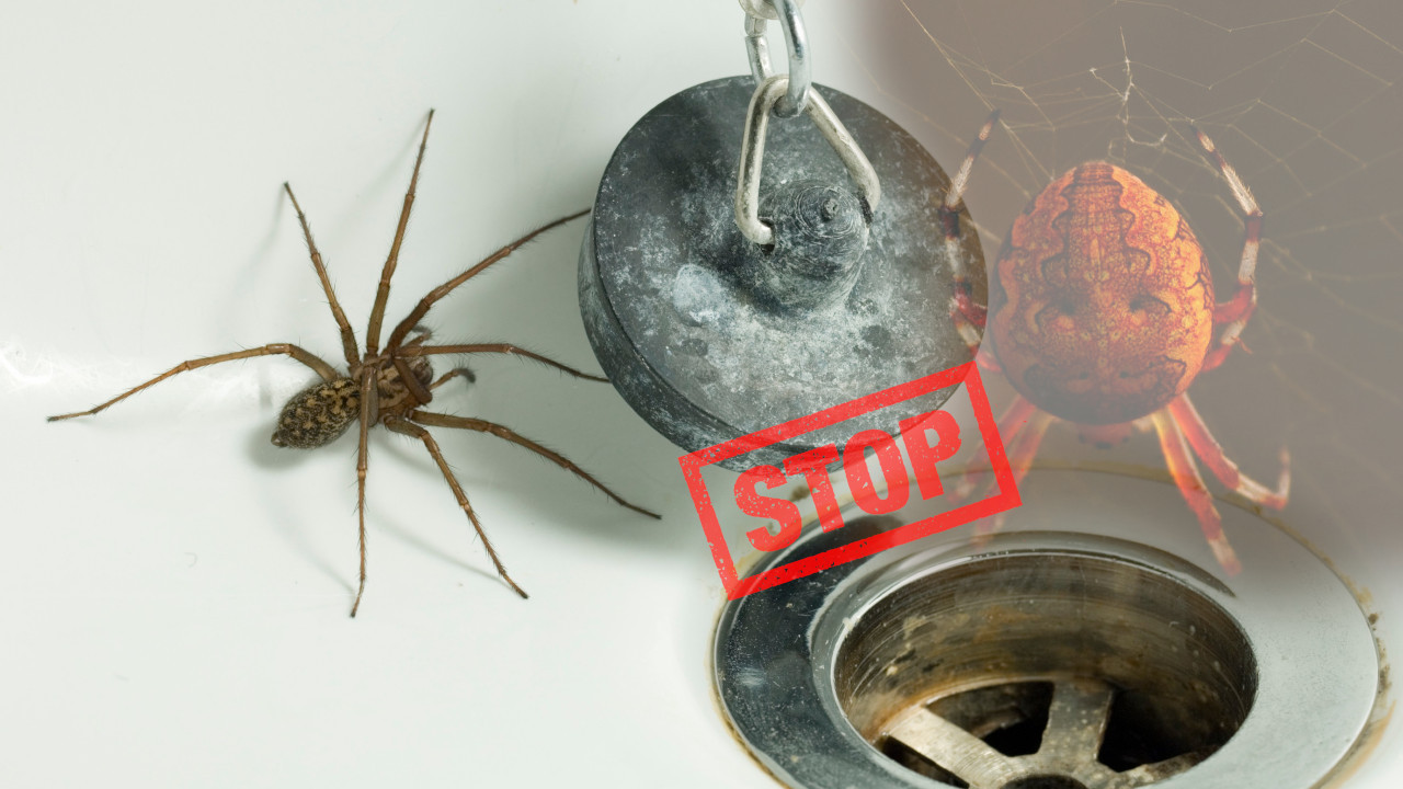 UPOZORENJE NAUČNIKA Nipošto ne ubijajte paukove u svojoj kući