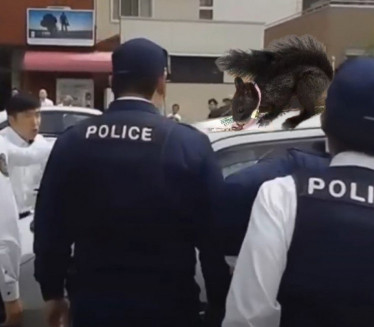 VEVERICE POMAŽU POLICIJI: U Kini nisu samo psi tragači
