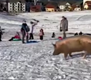 ХИТ СНИМАК: Свиња кренула на санкање