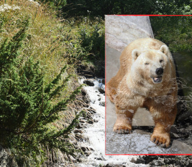 DRAMA U BIH: Medved napao grupu spasilaca