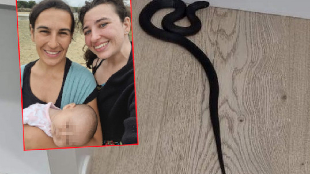 PRATILA ME KROZ KUĆU: Opasna otrovnica ispod bebinog kreveca