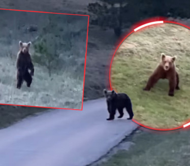 СИШАО: Медвед снимљен на Златибору - усред Водица (ВИДЕО)