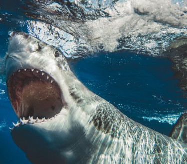 СТРАДАО НА ПЛАЖИ ХОТЕЛА: Ајкула у Египту раскомадала туристу