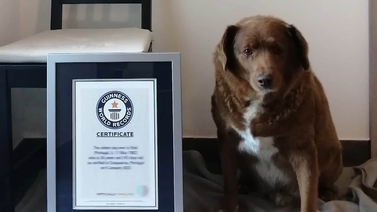 БОБИ, СРЕЋАН РОЂЕНДАН: Најстарији пас на свету - у историји