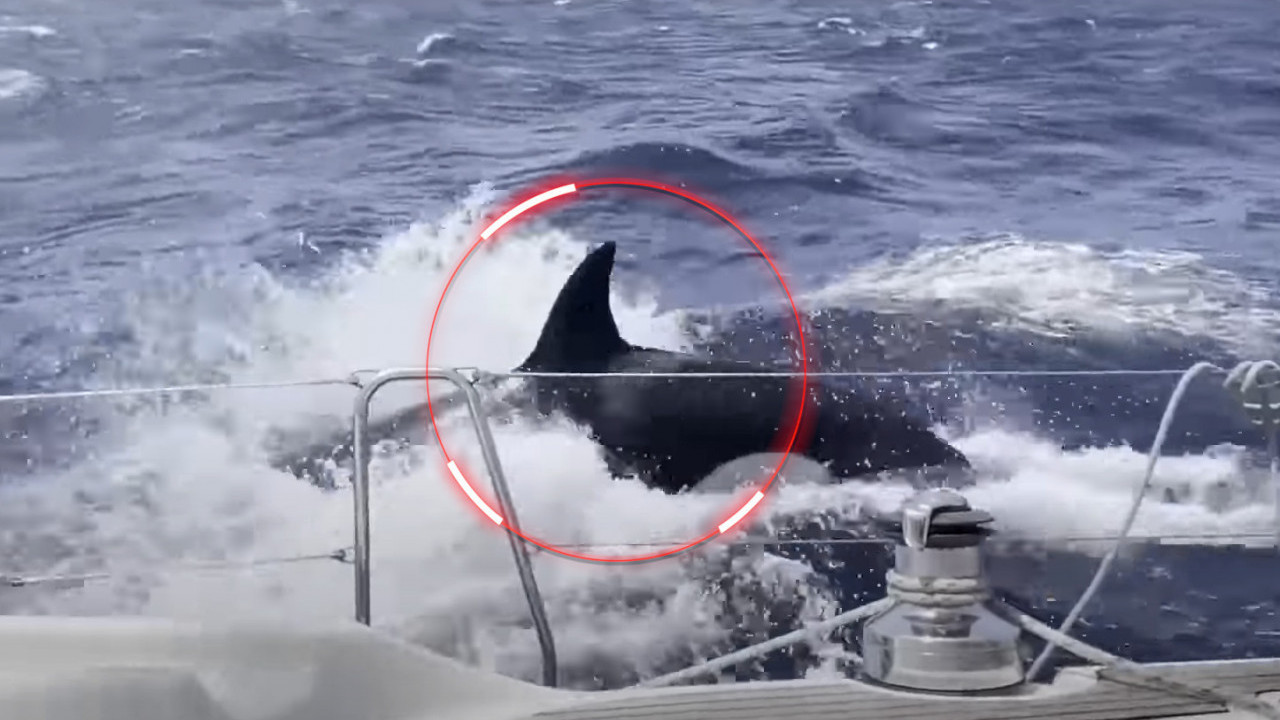 Китови убице су сат времена покушавали да нам преврну јахту