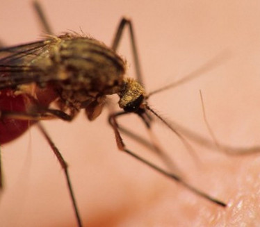 АКЦИЈА ГРАДСКЕ ЧИСТОЋЕ: Сузбијање одраслих јединки комараца