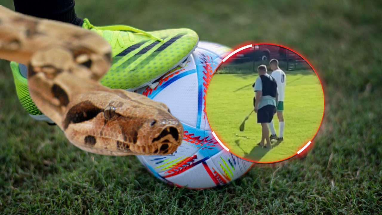 REPTIL OD 2 METRA: Zmija prekinula meč Beogradske lige