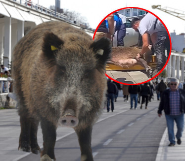ДРАМА КОД БЕТОН ХАЛЕ: Дивље свиње по шеталишту (ВИДЕО)