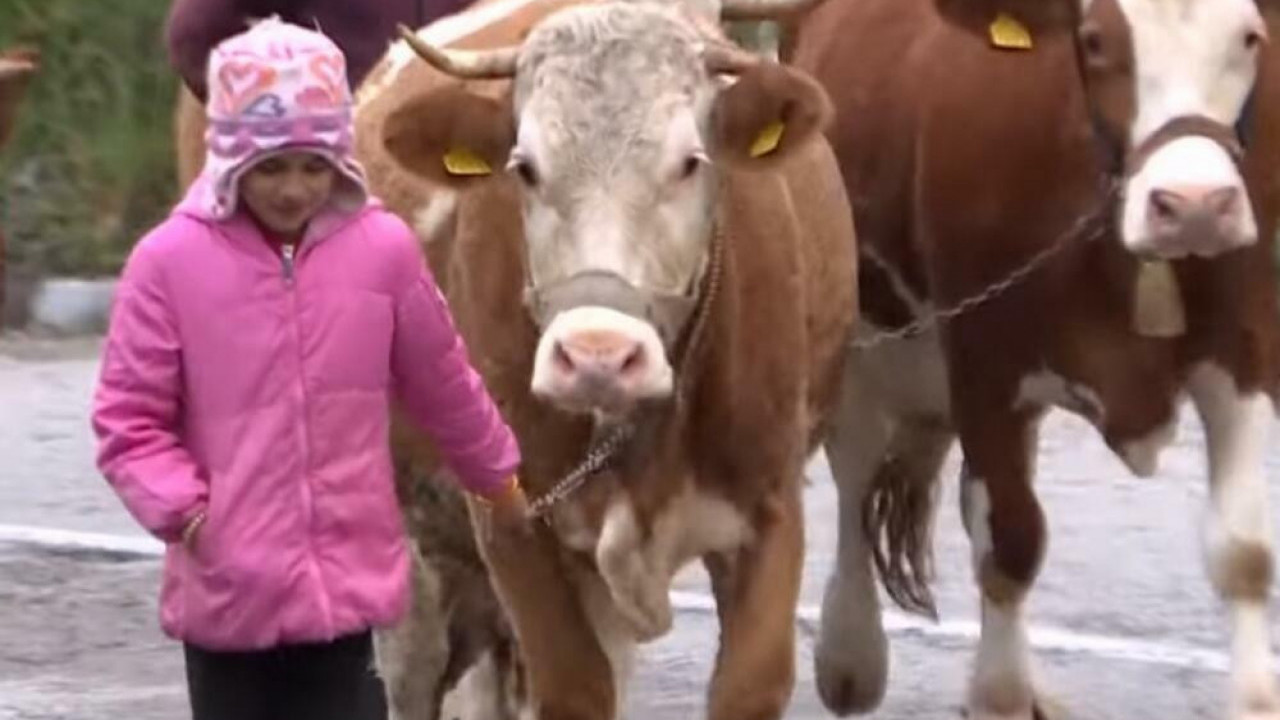 NAJMLAĐA PASTIRICA: Rasplakala Srbiju, a ima jednu želju