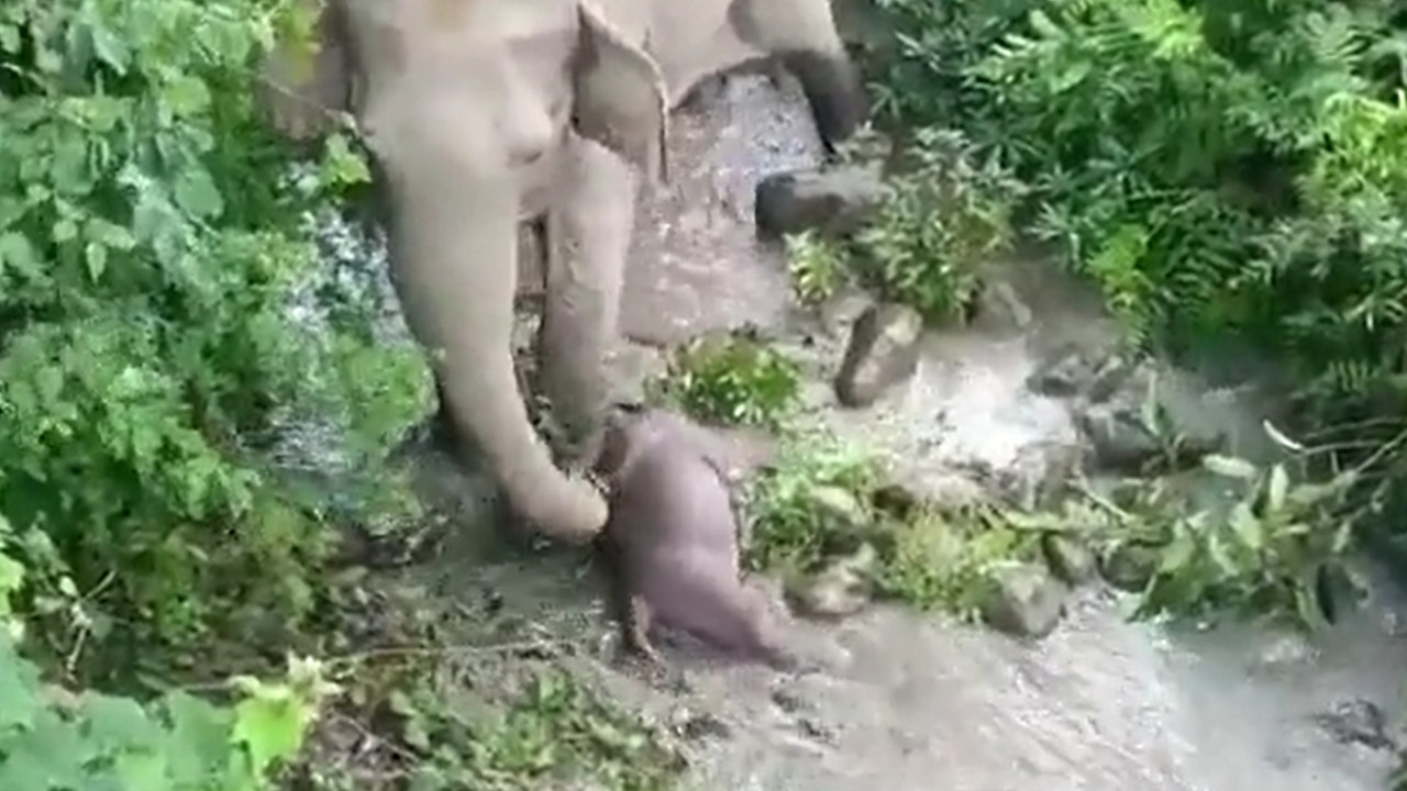 POTRESNO: Slonče uginulo, majka ne odustaje - ni posle 2 km
