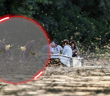 CVETANJE TISE: Jedinstveni fenomen koji ostavlja bez daha FOTO