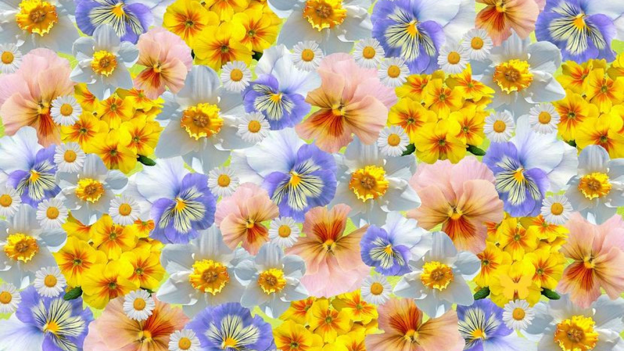 Пробај да за мање од 20 секунди пронађеш лептира