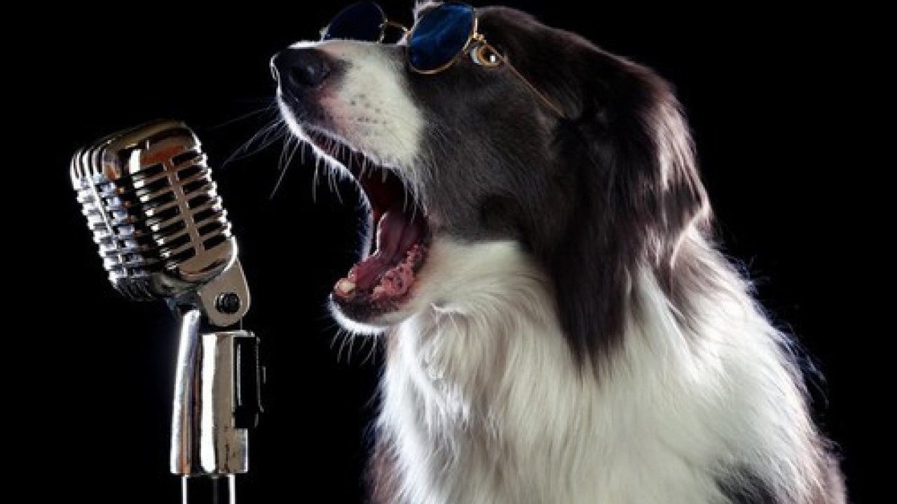 KAKAV GLAS: Ovo su najbolji pevači među psima