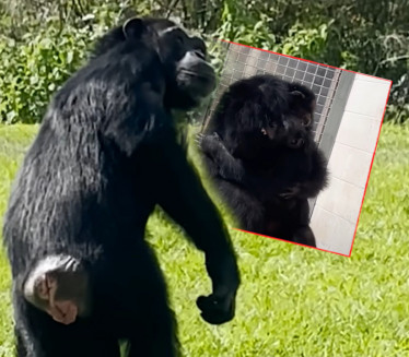 PUŠTENA POSLE 28 GOD: Šimpanza koja je prvi put videla nebo