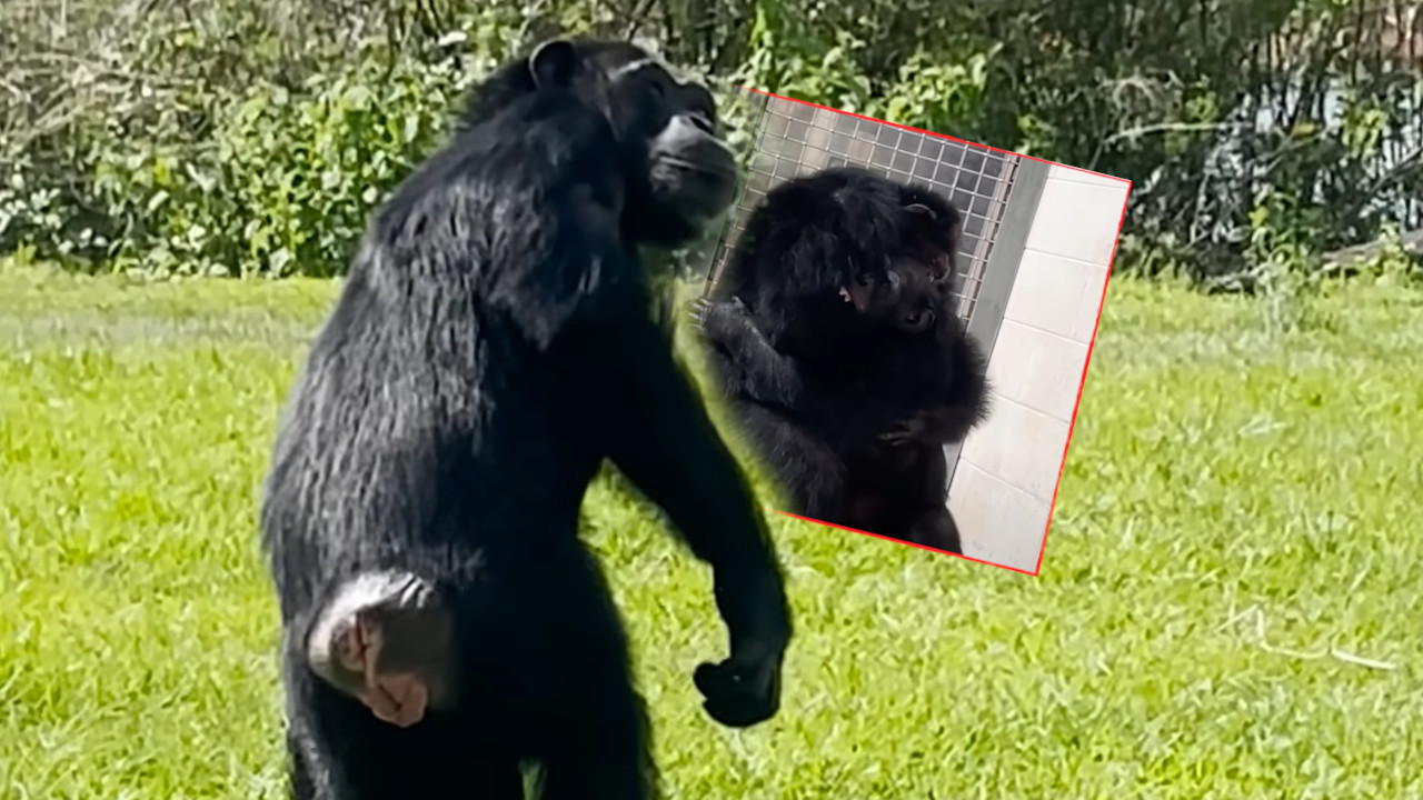 PUŠTENA POSLE 28 GOD: Šimpanza koja je prvi put videla nebo