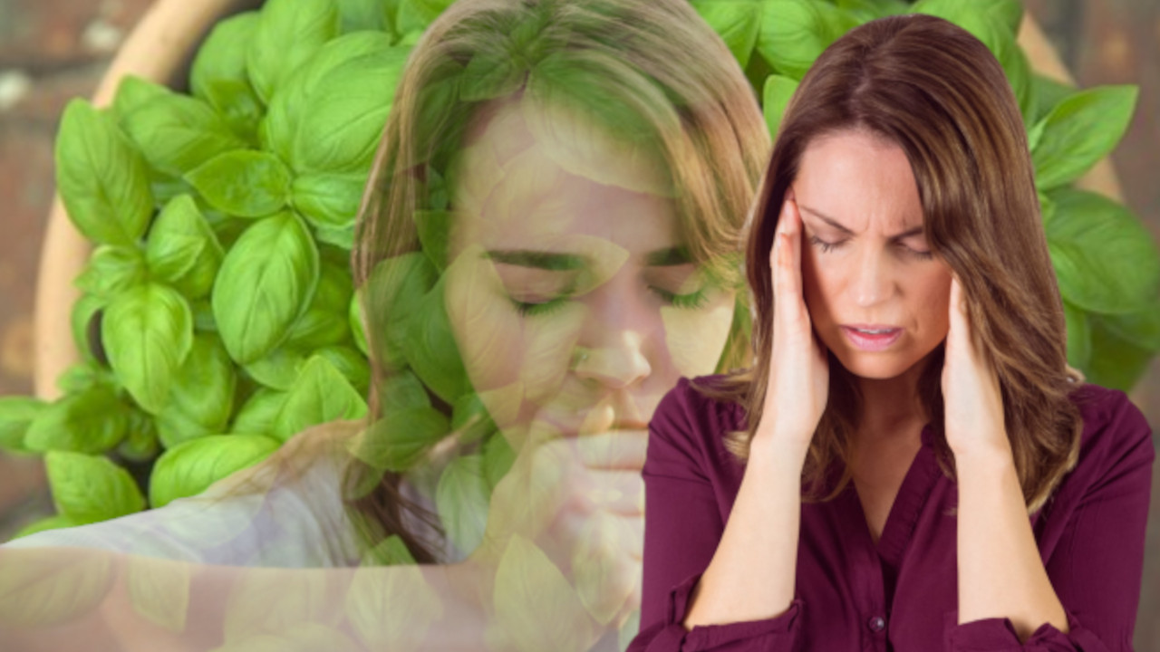 КРАЉЕВСКИ ЛЕК: Ова биљка се у медицини користи вековима