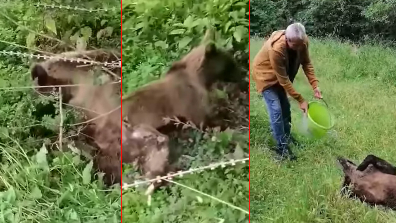 HUMANOST: Ranjena mečka se zaplela u žicu, ljudi je spasili