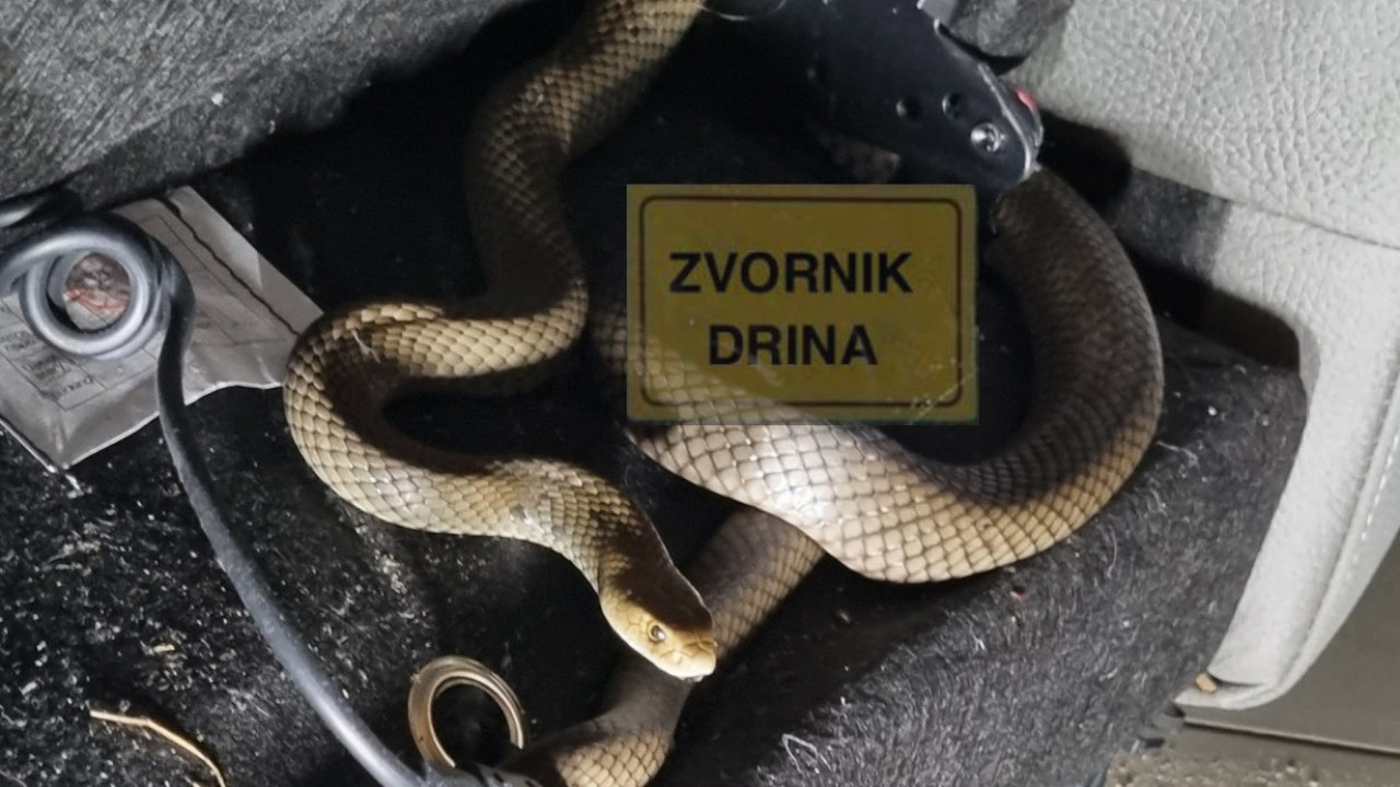 DRAMA U ZVORNIKU: Zmija otrovnica ujela devojčicu (12)