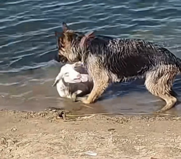 EMOTIVNO: Pas izvlači iz vode ovcu i spašava je