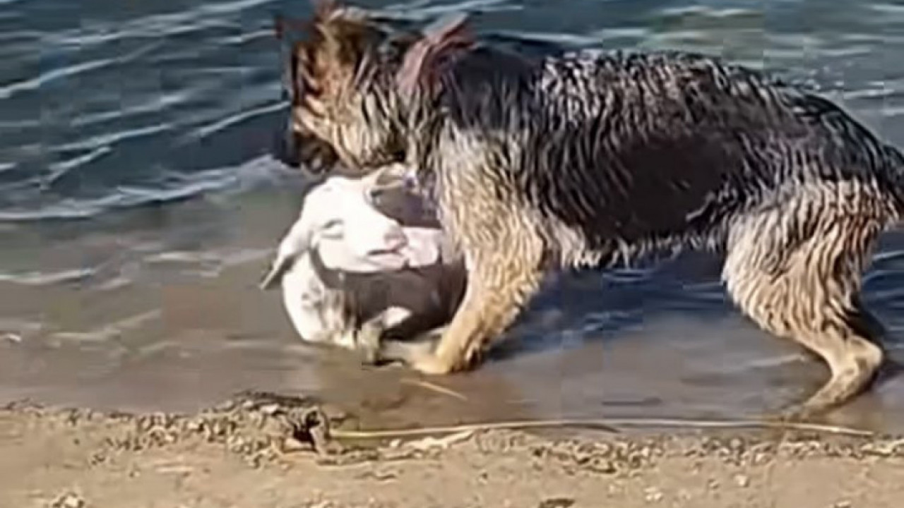 ЕМОТИВНО: Пас извлачи из воде овцу и спашава је