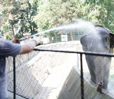 TUŠIRANJE I ZALEĐENO VOĆE: Kako se hlade životinje iz zoo-vrta