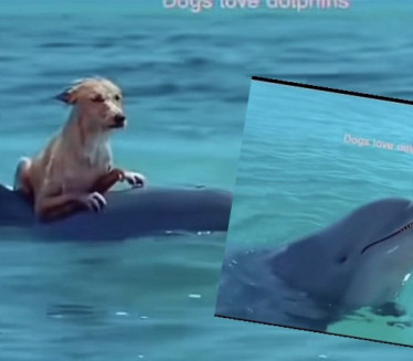 ПРЕДИВНО: Погледајте другарство делфина и пса
